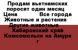 Продам вьетнамских поросят,один месяц › Цена ­ 3 000 - Все города Животные и растения » Другие животные   . Хабаровский край,Комсомольск-на-Амуре г.